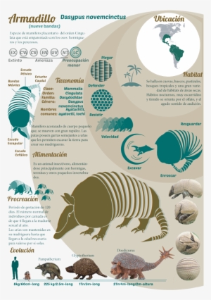 Sobre El Armadillo Armadillo, Animais, Exotic Animals, - Safari Ltd. Doedicurus - Action Figures #2313232