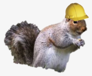 Blog Post 5 Its Not Too Late To Motivate 1 - Fox Squirrel #2313339