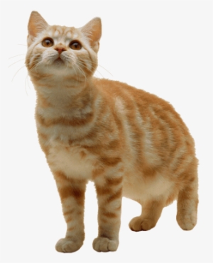 Cats With Transparent Background #2315528