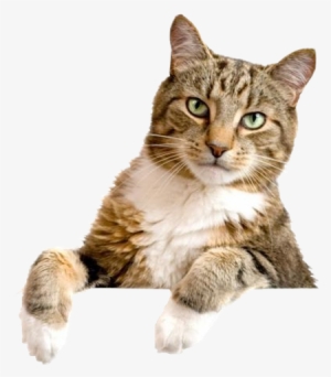 Gato Debruçado Png - Kailian 4 Way Cat Puppy Locking Indoor/outdoor For #2315580 Gato Debruçado Png - Kailian 4 Way Cat Puppy Locking Indoor/outdoor For #2315580