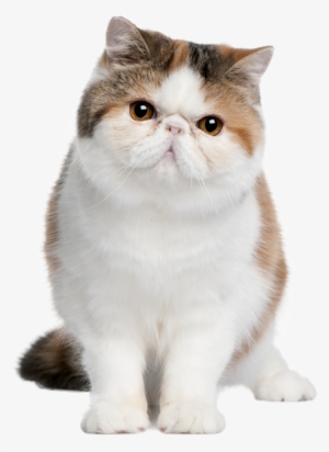 Gato Gordito - Guide To Owning An Exotic Shorthair Cat [book] #2315703