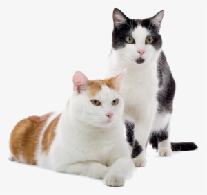 La Clave Para Adiestrar A Un Gato Es Basarse En Las - Lipidosis Hepatica Idiopatica Felina #2315785