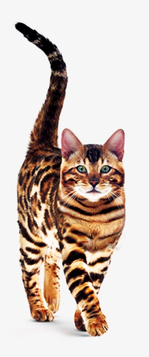 Gran Plus - Ração Gran Plus Gatos Adultos Salmão #2315999