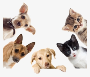 Loading - Lumsing Pet Carrier For Dogs & Cats Comfort Airline #2316361