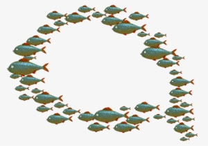 Questions We Had About Great White Sharks - Blog #2317401