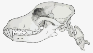 Carnivores Have Sharp Jagged Teeth Which Are Designed - Skull #2317509
