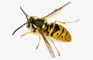 Wasp Png Image - Bee Yellow Jacket #2319806