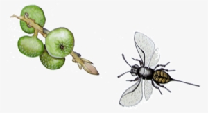 Wasp Illustrated - Wasp #2319934