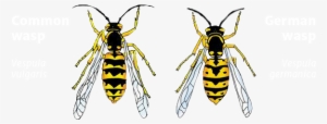 To Help Understand The Impact Of Wasps, We'd Like To - German Wasp Vs Common Wasp #2320046