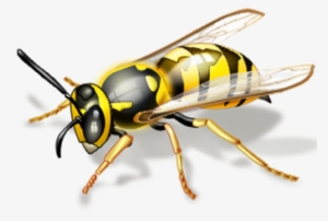 You Can Get Eliminate Wasps With The Right Materials - Bees And Wasps #2320189