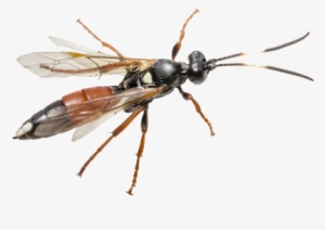 Sacramento Stormwater Quality Partnership - Coelichneumon Viola #2320211