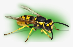 Pest Control Bournemouth - Wasp #2320417