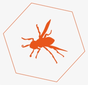 Bee And Wasp Control In Geelong - Wasp #2320442