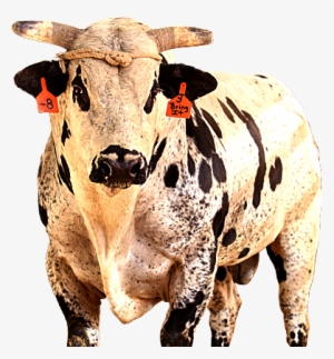 Bring It - Toros De La Pbr #2320824