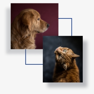 Image Of Cat And A Dog - Cat #2321916