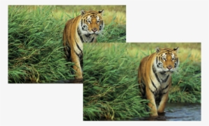 The Smart Blur Effect Smooths The Surfaces While Keeping - Tiger #2321958