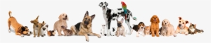 Banner Pet Shop Png #2322224