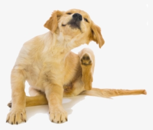 My Itchy Dog By Kate Bendix #2322299