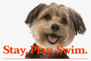 Stay - Play - Swim - - Dog Looking #2322327