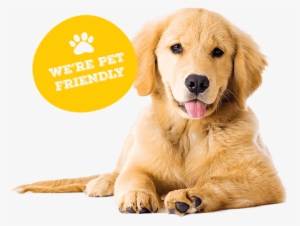 Pet Friendly #2322376
