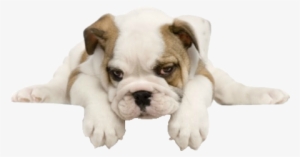 Tumblr Mfdl4ybkem1rgpyeqo1 - Bulldog Transparent #2322440