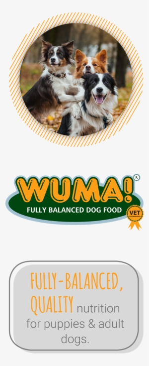 Montego Pet Nutrition - Dog Catches Something #2322486