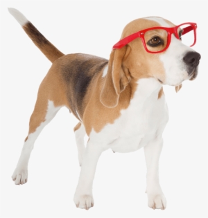 Doggy Image - Dog In Costume Transparent #2322604