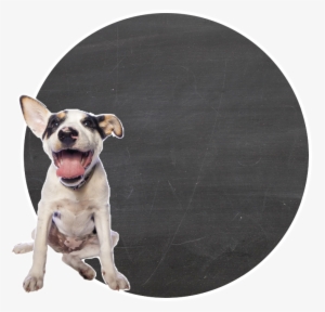 Stella & Chewy's, Llc #2322620