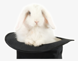 Magic Bunnies - Magician Rabbit Png #2322836