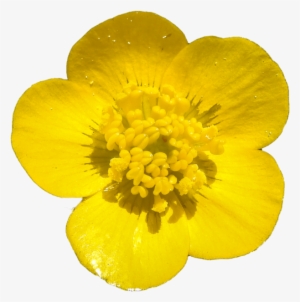 Buttercup Png By Bunny - Buttercup Png #2323292