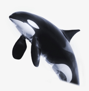 Orca™ - Png Killerwal #2323393