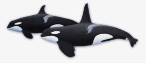 Orca Transparent North Atlantic Svg Black And White - Mojo Killer Whale #2323441