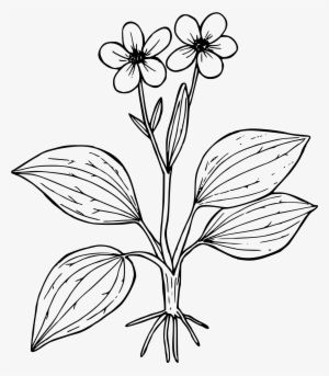 This Free Icons Png Design Of Plantain-leaved Buttercup #2323554