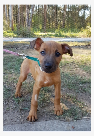 Photo Of Neville - Companion Dog #2323954