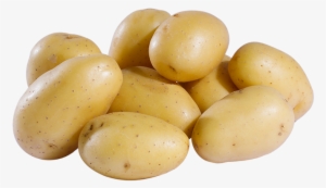 The Potato - Pomme De Terre Blanche #2324082