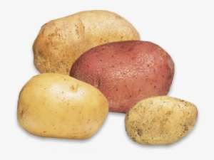Potatoes - Roots And Tubers Vegetables #2324166