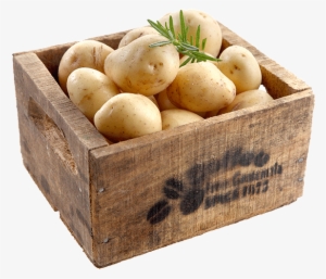 View Certified Potatoes - Russet Burbank Potato #2324251