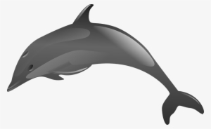 Dolphins, Delfinai, Animals - Lumba Lumba Melompat Png #2329915