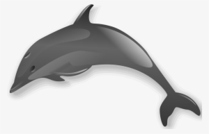 Dolphin 2 - Dolphin Clip Art Transparent #2329992