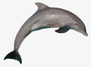 Best Atlantic Bottlenose Dolphin Jumping Png - Dolphin With No Background #2330035