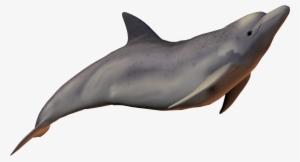 Dolphin Free Png Transparent Background Images Free - Real Dolphin Transparent Background #2330080