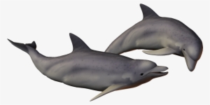 Dolphin Free Png Transparent Background Images Free - Dolphins With Clear Background #2330129