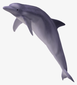 Dolphin - Clip Art #2330179