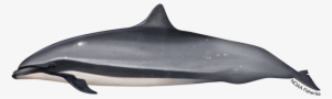 Fraser's Dolphin #2330201