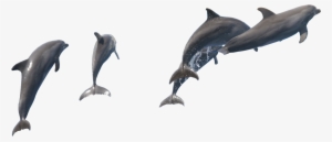 Fish Dolphin Png #2330221