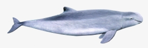 Irrawaddy Dolphin #2330249