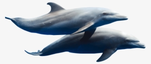 Contact Information - Dolphin Herd Transparent #2330253