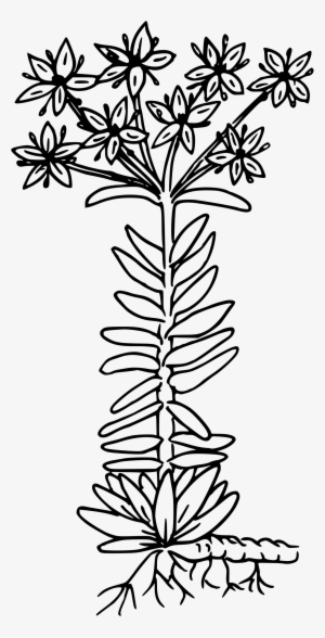 This Free Icons Png Design Of Lance-leaved Stonecrop #2334274