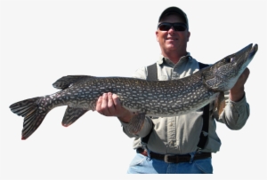 Fisherman With Pike - Fisherman Png #2334972