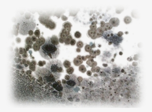 Mold Remediation Services - Does Mold Look Like #2337479